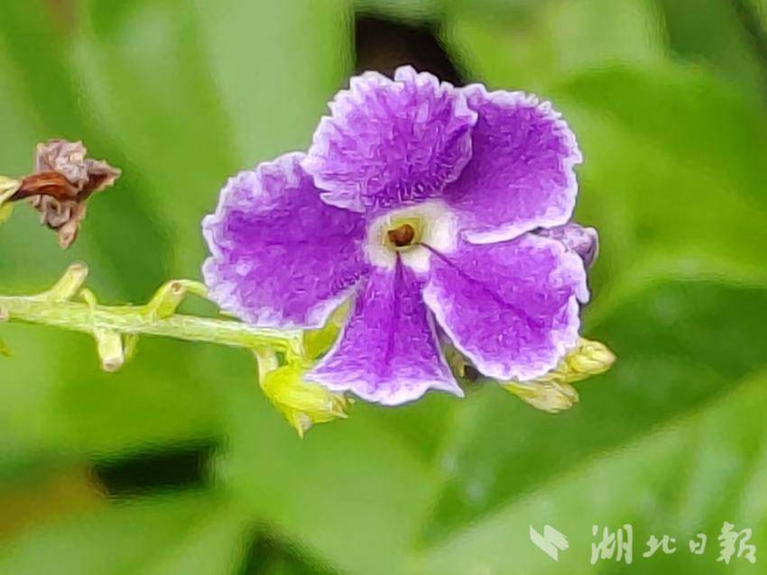 银河贵宾